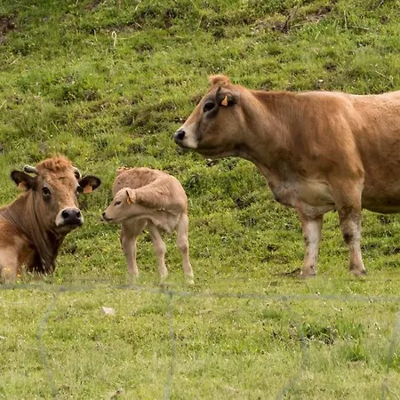 Le Casimir, A * אסטנג